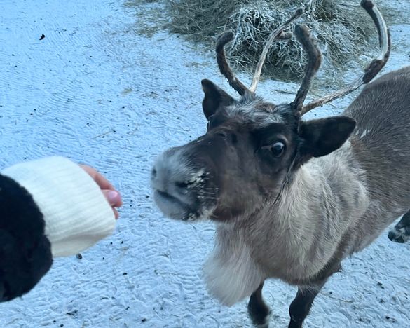 ФЕВРОМАРТ»